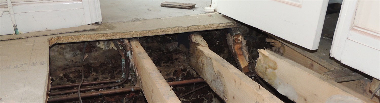Dry rot early signs - Tips & Advice for Homeowners - PCA